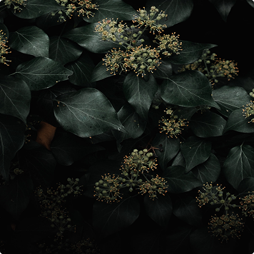 Beautiful flowers  