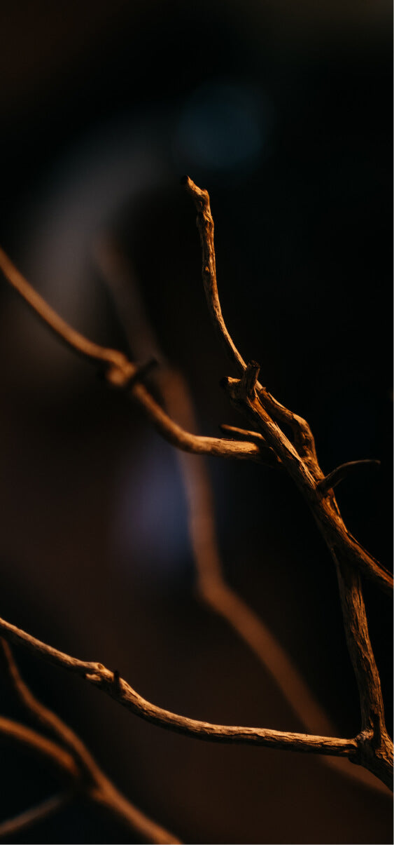 Close-up of dried tree branches in warm, dramatic lighting against a dark background