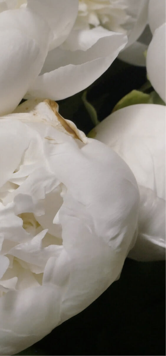Soft white flower petals showing the artistic side of Pantheone Speakers