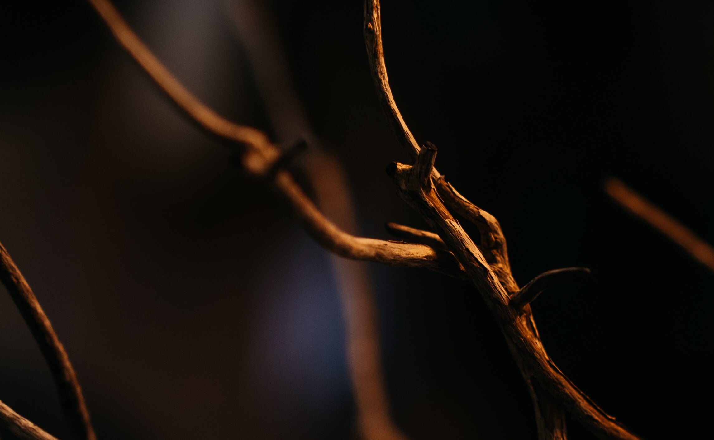 Close-up of dried tree branches in warm, dramatic lighting against a dark background