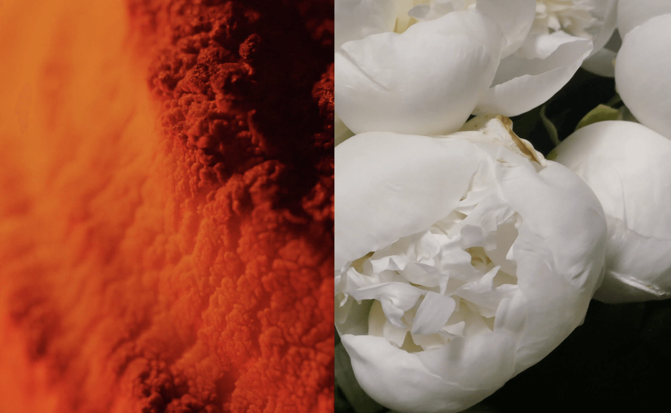 Split-screen of fiery red texture and soft white flower petals showing the artistic side of Pantheone Speakers