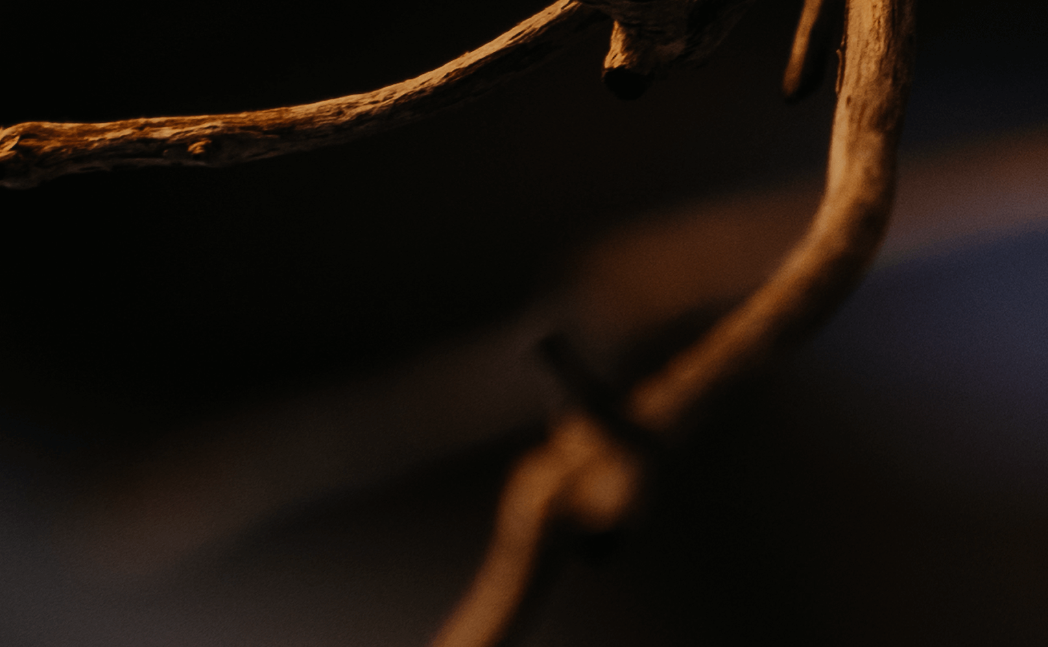 Close-up of dried tree branches in warm, dramatic lighting against a dark background
