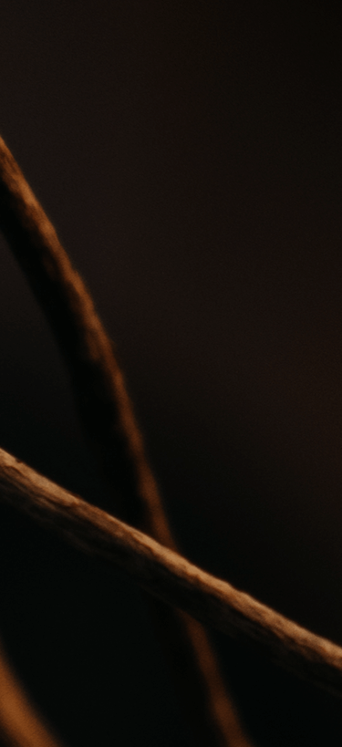 Close-up of dried tree branches in warm, dramatic lighting against a dark background